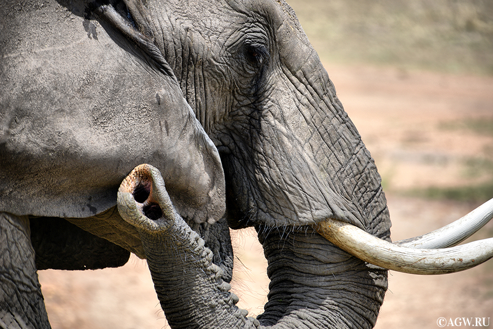 Африканский слон - самое большое сухопутное животное