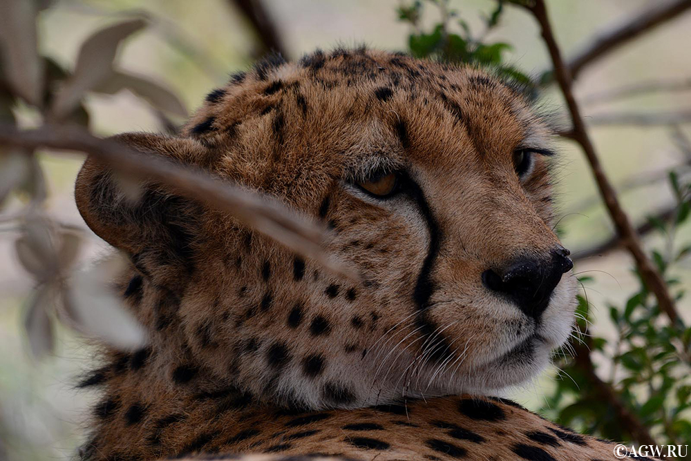 Гепард в Масаи-Мара, Кения