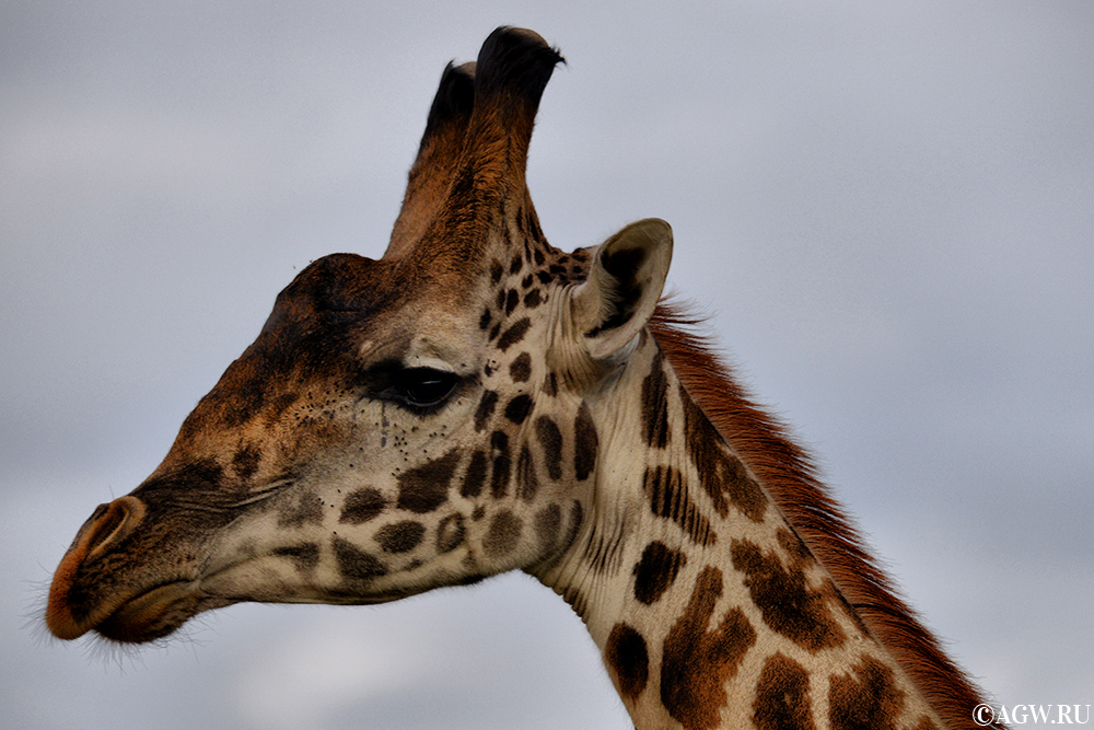 Жираф - самое высокое сухопутное животное