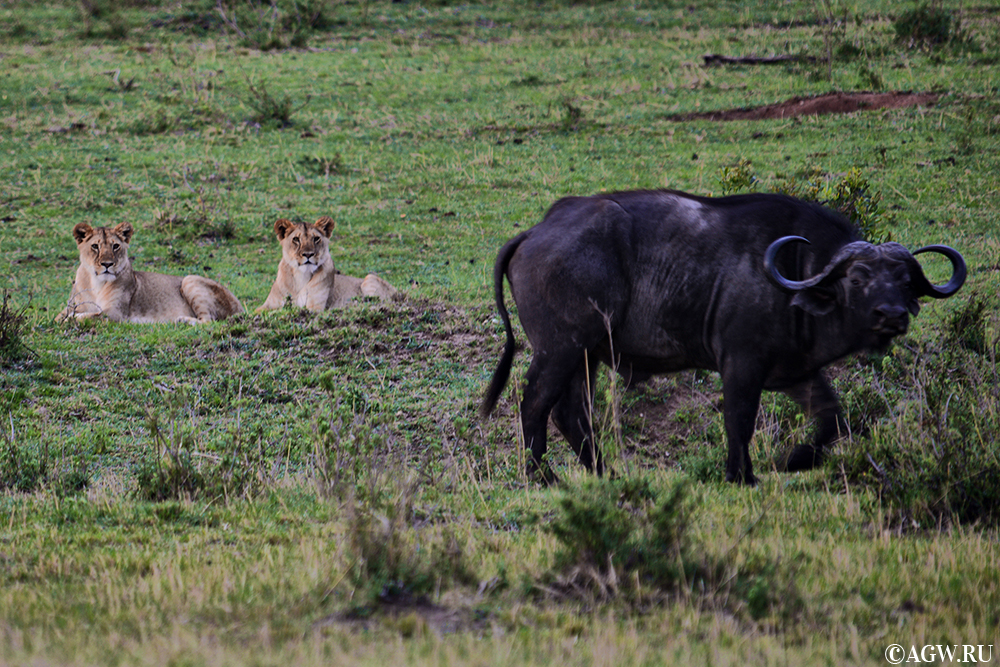 Львицы следят за буйволом в Масаи-Мара, Кения