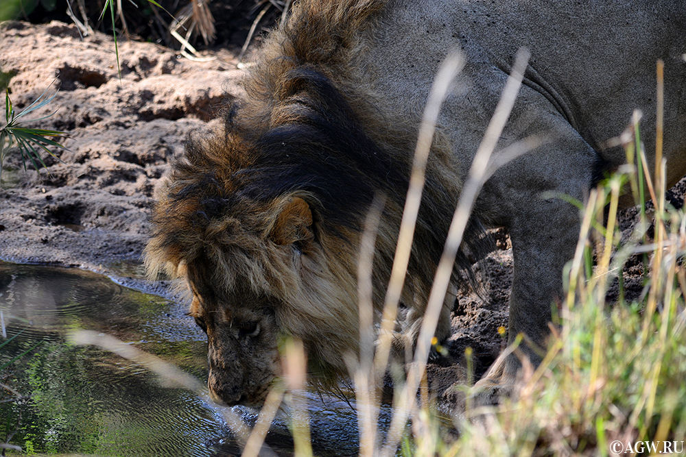 Лев пьет из ручья в заповеднике Масаи-Мара, Кения