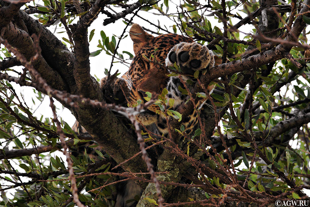 Леопард в Масаи-Мара, Кения