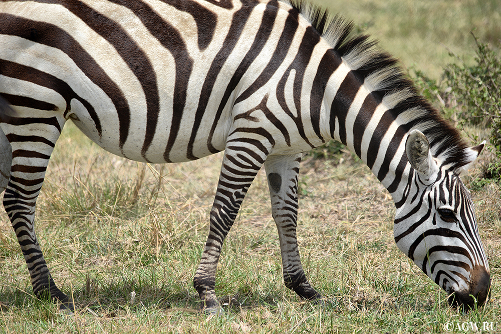 Зебра в Масаи-Мара, Кения