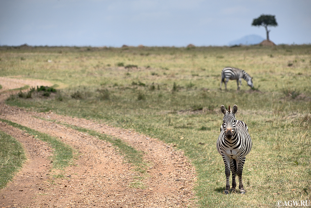 Одинокая зебра у дороги