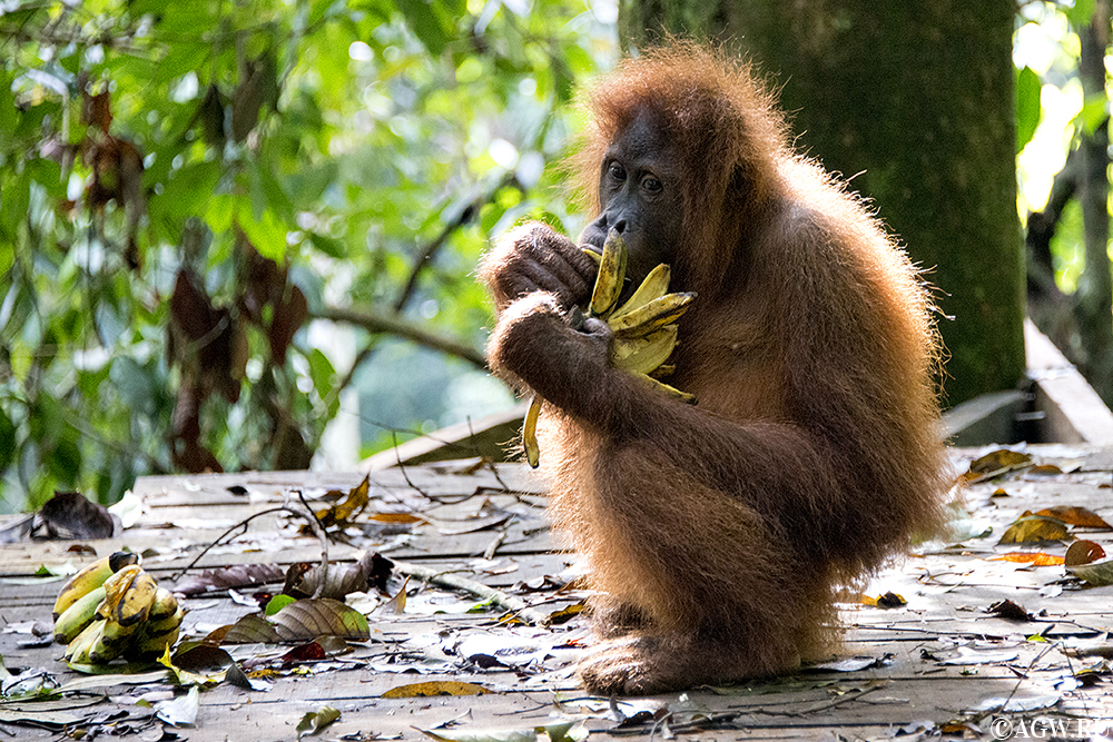 Орангутанг, кушающий бананы